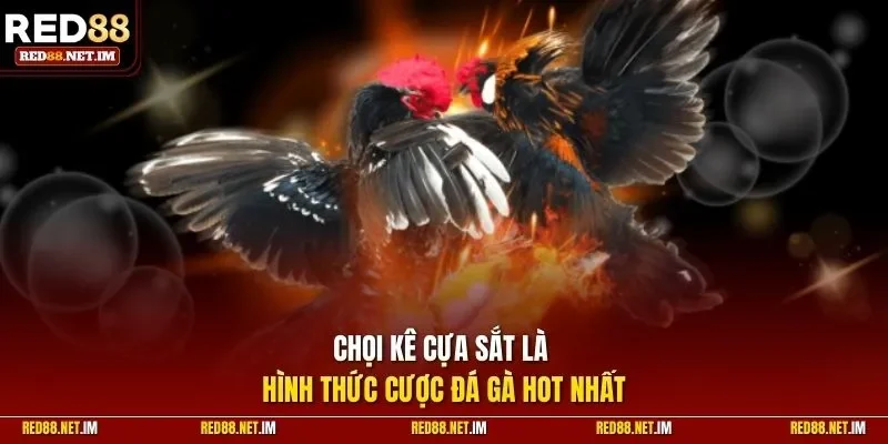 Chọi kê cựa sắt là hình thức cược đá gà được quan tâm