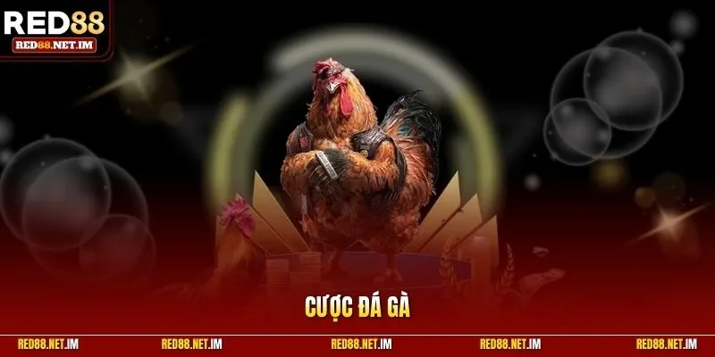 Cược đá gà